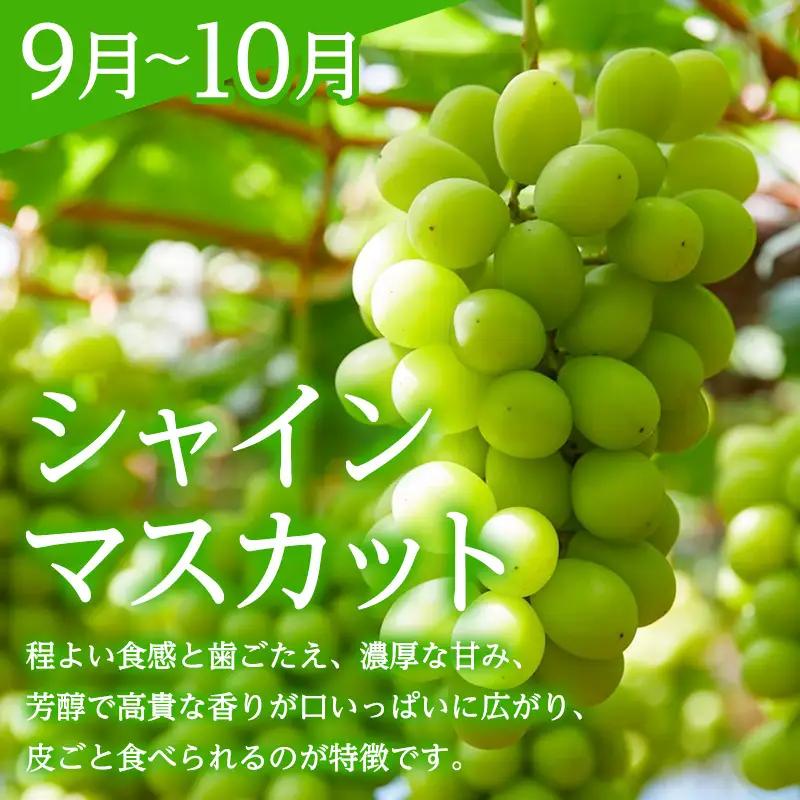 【定期便3回】みのりの山形～佐藤錦を味わう食べつくし定期便～くだもの 果物 フルーツ 山形 山形県 山形市 FY23-908