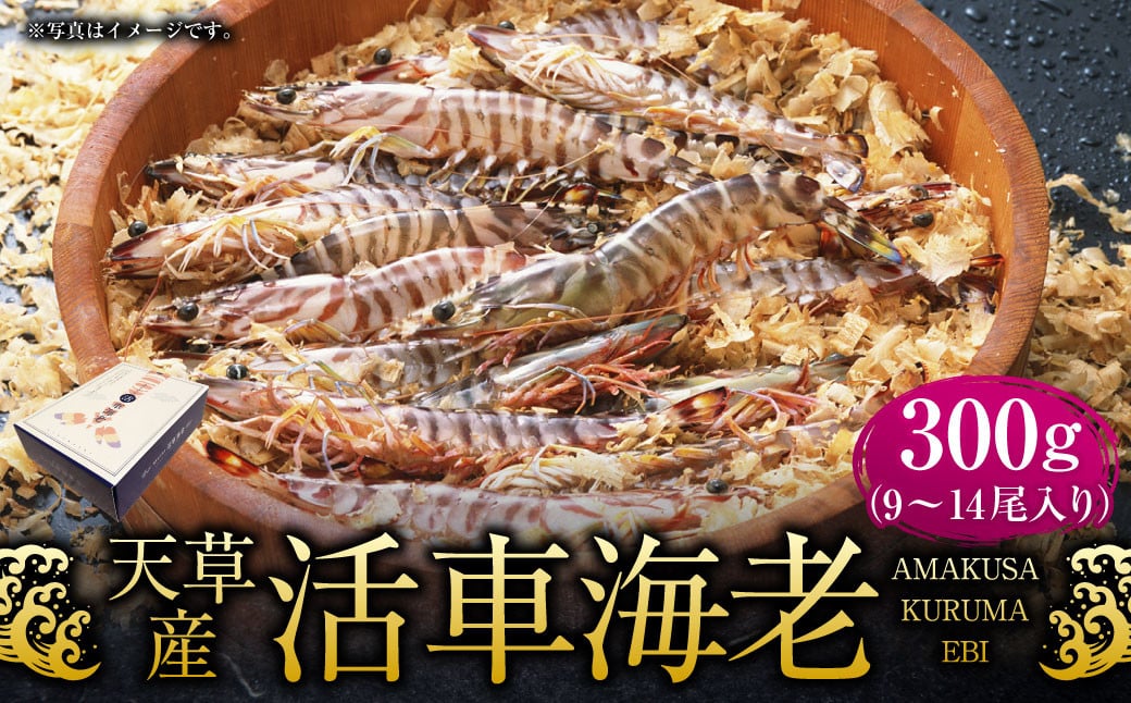 
            【配送指定日必須】天草産 活車海老 300g【発送期間2025年11月5日から2026年3月31日】9～14尾入り 車海老 車エビ 活き車エビ 活き車海老 海老 エビ えび 刺身 お刺身 刺し身 生食 魚介 魚介類 活き海老 新鮮 常温 九州産 九州 国産 上天草市 海の幸 海鮮 日付指定 生きたまま発送 常温
          