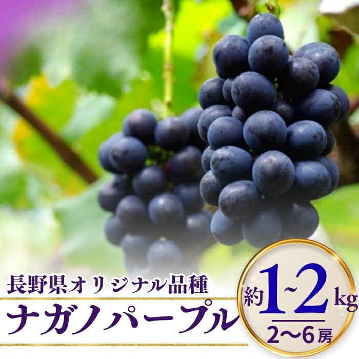 【ふるさと納税】【2026年先行予約】ナガノパープル 約1kg（2~3房）/ 約2kg（4~6房）｜ 果物 フルーツ 黒ぶどう 葡萄 ブドウ 種無し 種なし 皮ごと 千曲市 長野県 信州