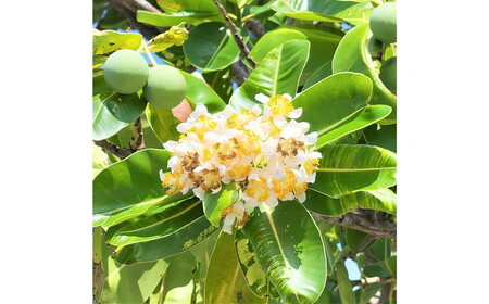 Natural Essence TAMANU スターターセット エイジングケア スキンケア スキンケアセット 美容 ギフト 沖縄市 / 株式会社すまエコ[BCBJ010]