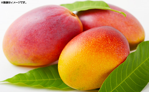 【2025年発送】MKファームの贈答用アップルマンゴー約1kg【贈答用】- 贈答用 ギフト 沖縄県産 産地直送 南国フルーツ 旬の味覚 アップルマンゴー オススメ 沖縄県 八重瀬町