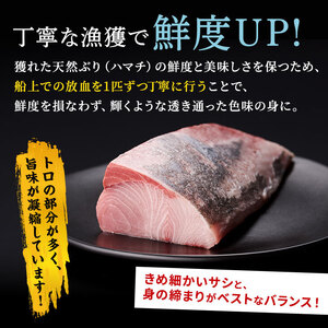 ふるさと納税 北海道 海鮮 魚 プリッとした歯応えの中に、きめ細かいサシで脂のりが良い天然ぶりを漬け丼にしました！ 北海道産 ぶり 漬け丼 ぶり 【ふるさと納税】【訳あり】天然ぶり 漬け丼の素 セット