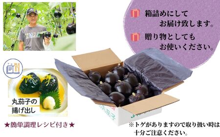 【期間限定】特選 丸なす！『越の丸茄子』9玉入り 特級Aクラス 1箱 JA ナス【新潟県 糸魚川市 期間限定 ブランド野菜 夏 ステーキ 煮物 まるなす マルナス 野菜 特産品 産地直送 新潟限定 ブ