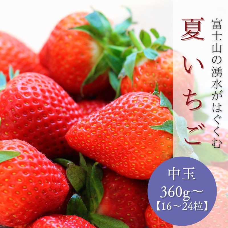 
                  【2026年 先行予約】【湧水のミネラルたっぷり！山梨の夏秋いちご】中玉１６～２４粒入り(360g～)【ユニファーム】｜苺 イチゴ ギフト 果物 フルーツ いちご 甘い 農園直送 
                