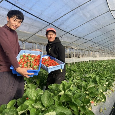 【いちご280g×4パック】坂の上のいちご 山梨県山梨市産【配送不可地域:離島】