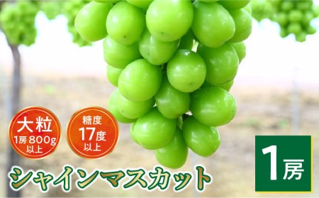 【ふるさと納税】【8月中旬より発送】シャインマスカット大粒 1房【800g以上】【糖度17度以上】