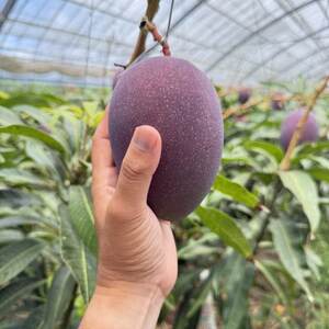 【2026年7月から順次発送・贈答用】今帰仁ゆがふ農園のアーウィンマンゴー1kg(2～3玉)【配送不可地域：離島】【1694711】