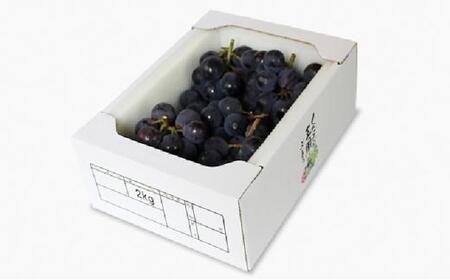 ぶどう 2024年 先行予約 ご家庭用 ニュー ピオーネ 合計2kg以上  産地直送 ブドウ 葡萄  岡山県産 国産 フルーツ 果物 たけまさぶどう園 [No.5220-0334]