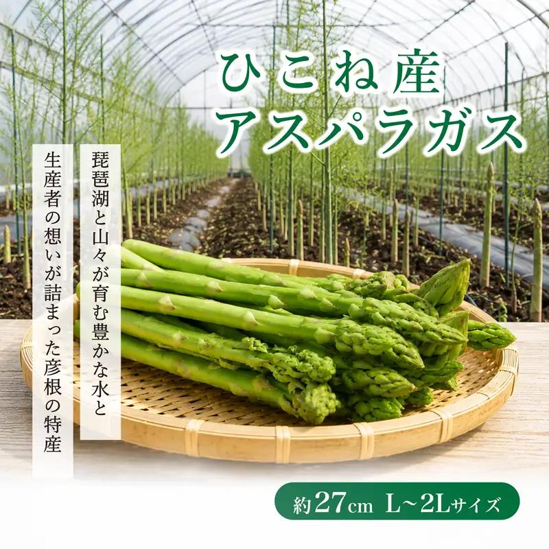 先行予約 紫アスパラ 500g ( L~2L ) 夏芽 アスパラガス アスパラ 夏アスパラ ひこねアスパラ 朝採 新鮮 春野菜 夏野菜 野菜 やさい 滋賀 彦根 
