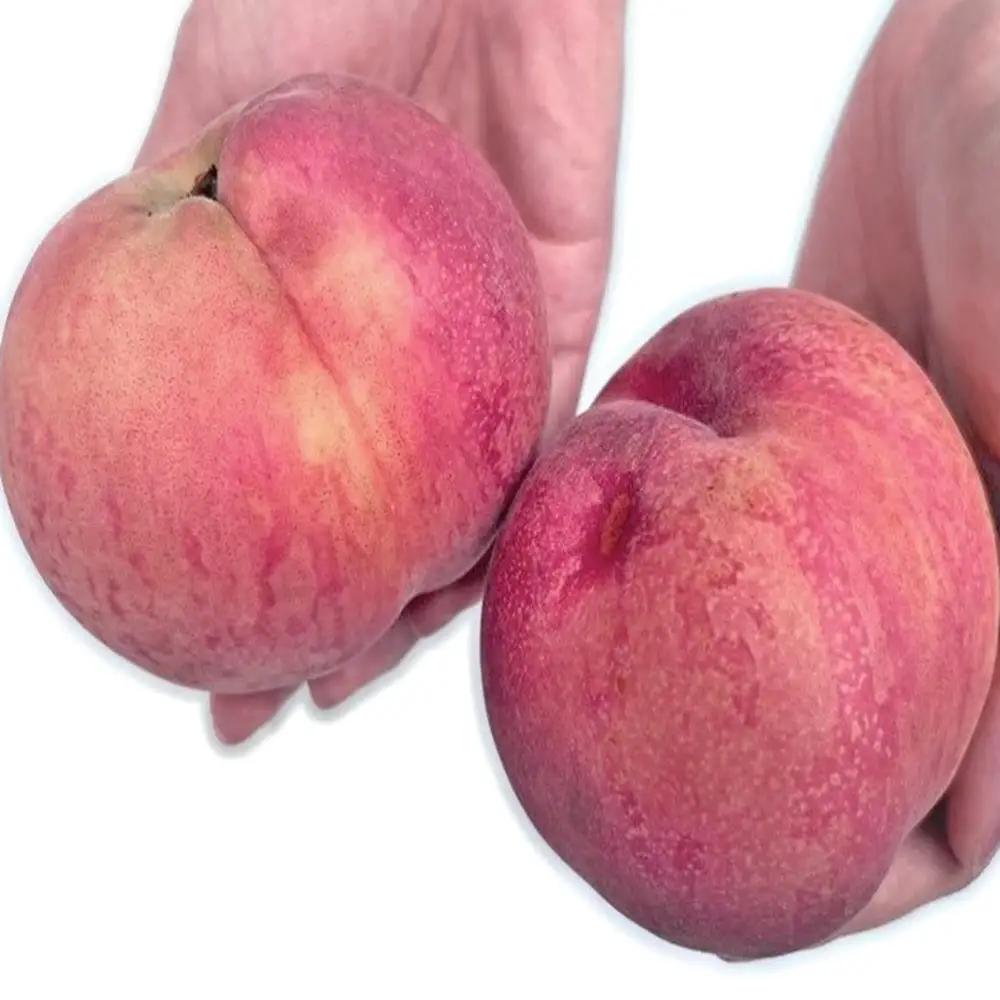 【訳あり】【2026年産・先行予約】青森県産 桃 約3kg（7~10玉） 