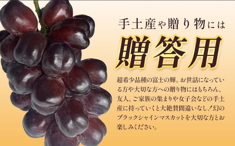 贈答用 富士の輝 1房 600g前後 葡萄 ブドウ ぶどう 大粒 種なし ブラック シャインマスカット 皮ごと フルーツ 果物 産地直送 新鮮 お取り寄せ ギフト 国産 季節限定 茨城県 結城市 《8
