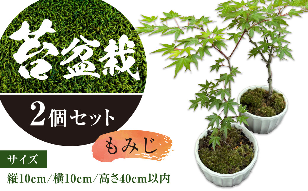 144-1232x2 苔 盆栽 (もみじ) 2個 セット コケ 【2025年3月下旬から11月上旬発送予定】