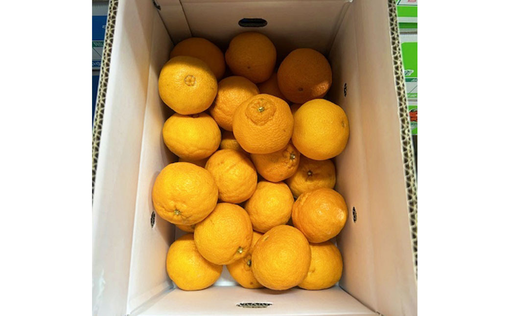 不知火 3L～L 約5kg（819）
