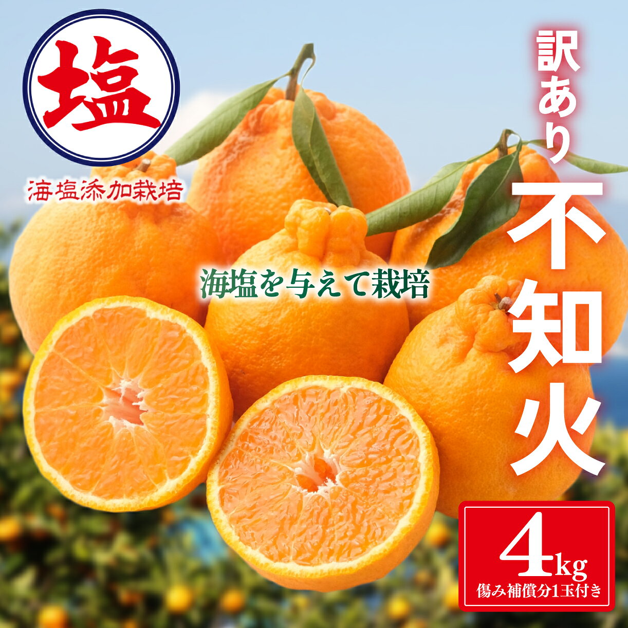 【ふるさと納税】 海塩 を与えて栽培した 不知火 3月上中旬 順次発送 訳あり 計 4kg 傷み補償分 1玉分 約300g 含む 西浦 みかん ミカン 蜜柑 しらぬい 柑橘 果物 フルーツ 沼津市 静岡県