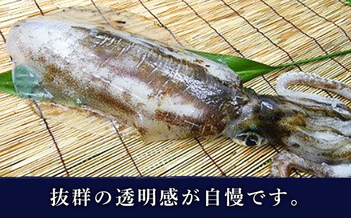 【肉厚で甘い！自信ありの透明感】五島産 最高級アオリイカ 1kg~1.2kg【マルセイ水産】[PBT003]