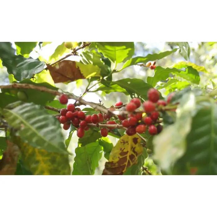 自家焙煎コーヒー ジャマイカ ブルーマウンテンNo．1 ウォシュド（豆のまま） No.466-01