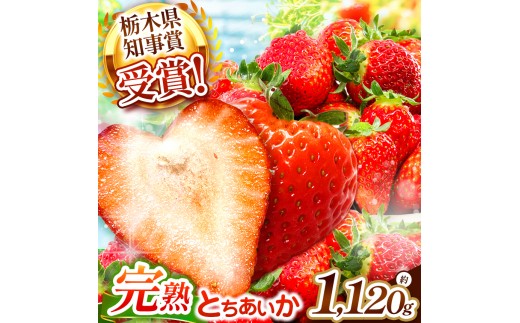 
                  いちご 栃木の新定番 「とちあいか」 1,120g (280g×4P)選べる 回数 定期便| 澳原いちご農園 栃木県 矢板市
                