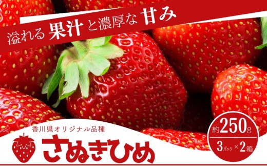 
                  いちご さぬきひめ 香川県オリジナル品種 250g × 3パック × 2箱 ご家庭用 大粒 高糖度 デザート スイーツ 苺 さぬき姫 ストロベリー フルーツ 果物 くだもの 冷蔵 お取り寄せ 五色青果 香川県 東かがわ市 46312655
                