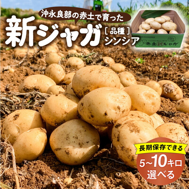 【ふるさと納税】【2026年先行予約】＜選べる＞ 新ジャガイモ 5kg or 10kg シンシア 2～4月お届け 沖永良部 赤土 新じゃが じゃがいも ポテト 野菜 根菜 芋 期間 数量 限定 大容量 化粧箱 長期保存 鹿児島 サトキンファーム 知名町 おすすめ プレゼント ランキング ギフト