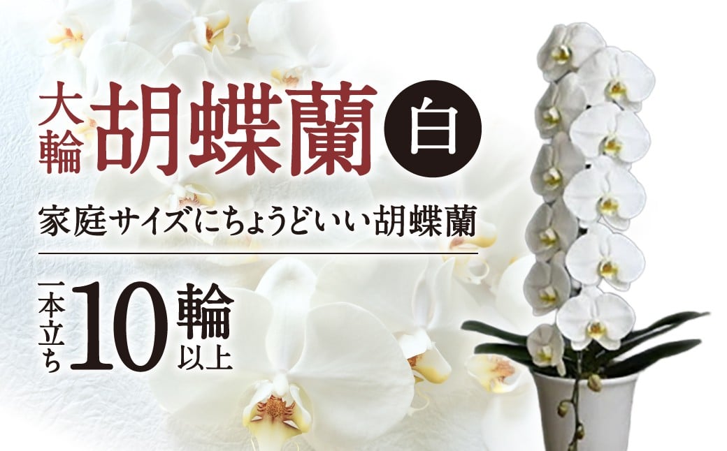 
B-H06 大輪胡蝶蘭 白 1本立ち　綾羽株式会社
