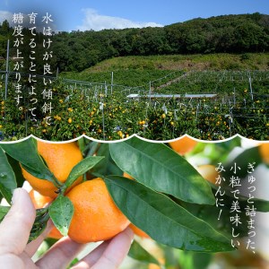 【11月中旬頃発送開始】JAさつま日置産 北原早生（温州みかん） 合計約5kg 厳しい基準をクリアした 甘い みかん をご自宅で！【A-1766H】