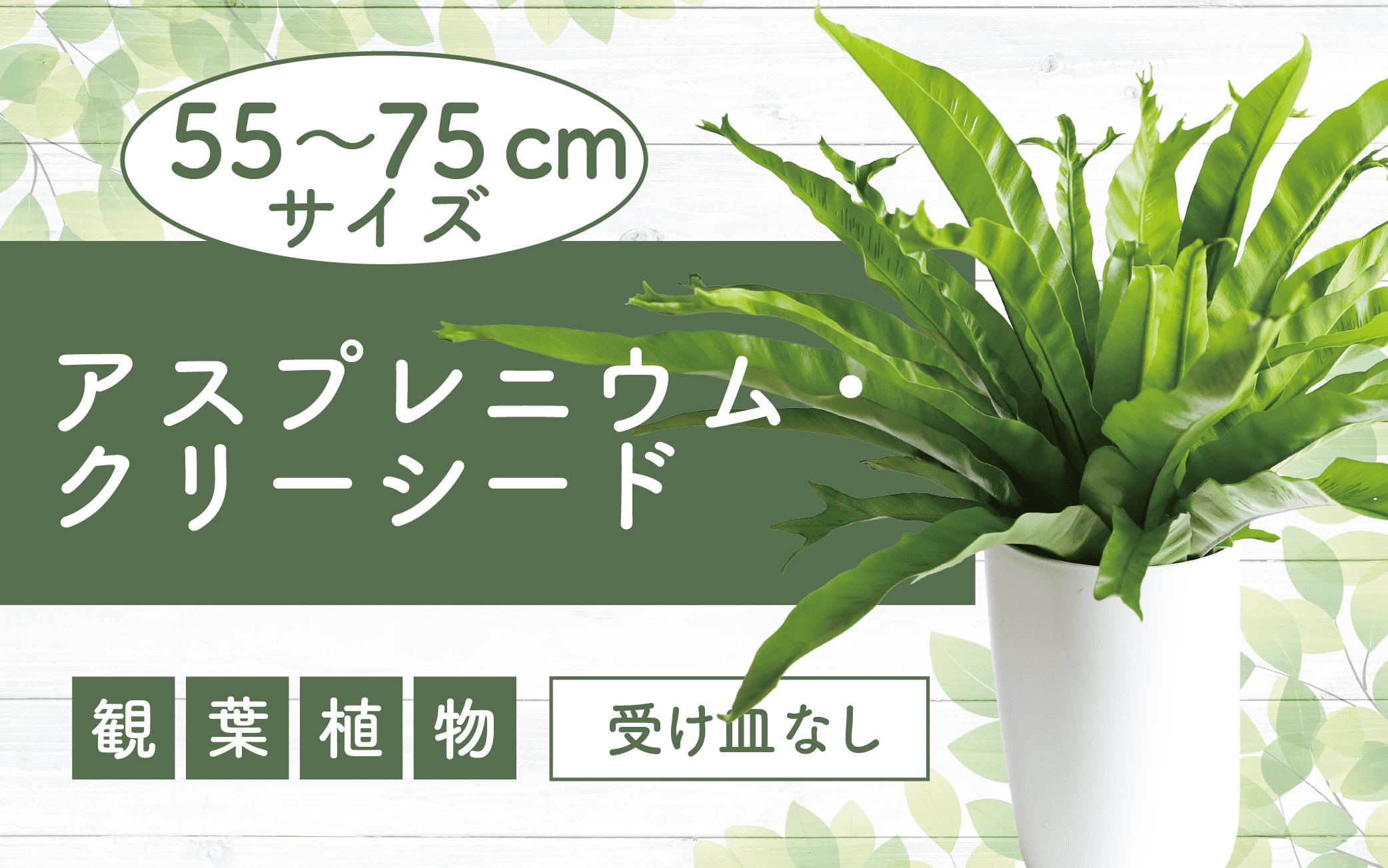 
            2025年2月上旬～発送【観葉植物】アスプレニウム・クリーシー 55cm～75cm(JAいぶすき/014-1863) 観葉 植物 グリーン インテリア 室内 緑 鉢付 オフィス おしゃれ マイナスイオン インテリアグリーン アスプレニウム クリーシー 家 おしゃれ シンプル 鹿児島【配送不可地域：北海道・沖縄県・離島】
          