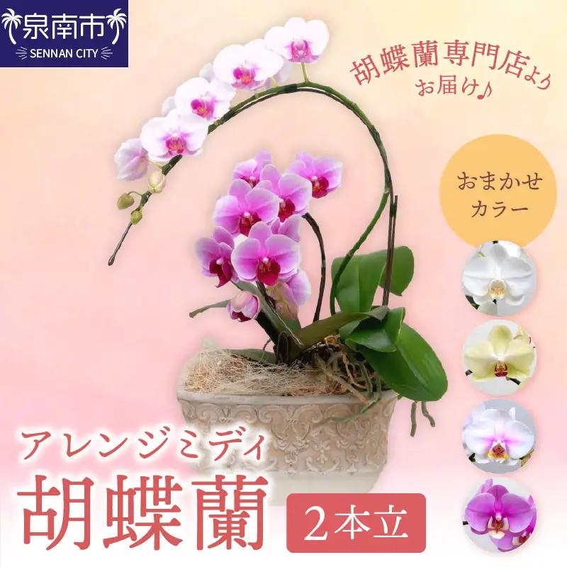 アレンジミディ胡蝶蘭 2本立【008C-008】