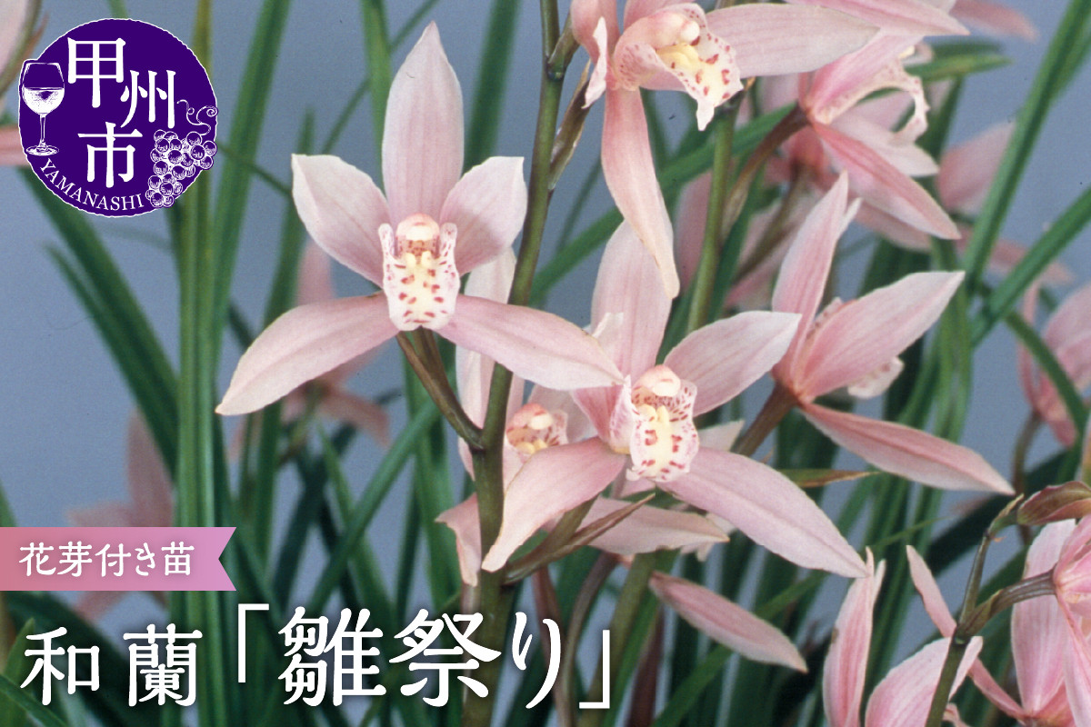 
            芳香品種 和蘭 「雛祭り」 花芽～開花株 ４号陶器鉢付 B15-1118
          