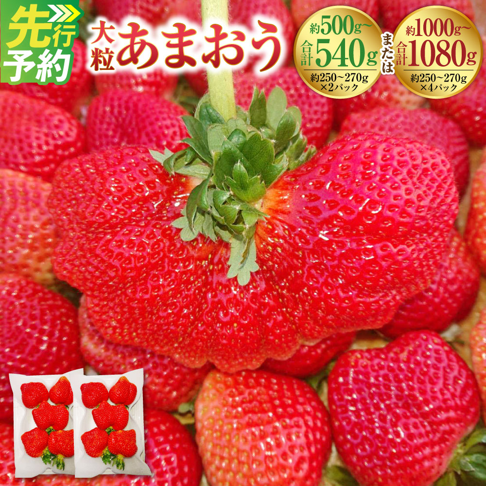【ふるさと納税】＜選べる容量＞大粒あまおう （約250～270g×2パック （合計約500～540g） ／ （約250～270g×4パック （合計約1000～1080g） ） 【2027年2月上旬～4月下旬発送予定】 ／ あまおう いちご イチゴ 苺 フルーツ 果物 九州 国産 福岡県 遠賀町 冷蔵 送料無料