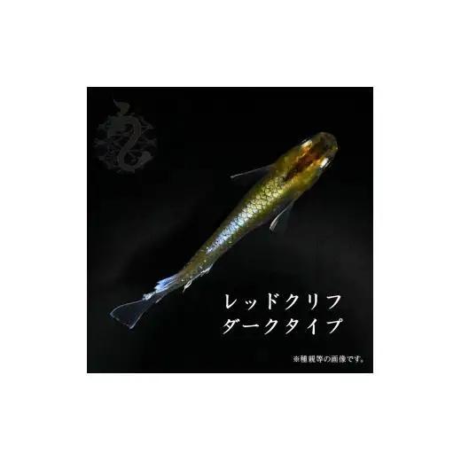メダカ「レッドクリフ・ダークタイプ」2ペア