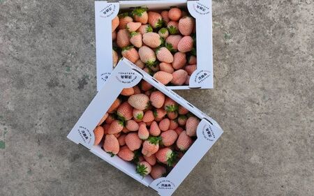 【先行予約】【不揃い】【訳あり】 淡路島産 白いちご 無選別(約1kg) ※2026年1月中旬以降より順次発送予定 / いちご