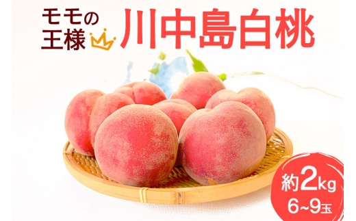 モモの王様 川中島白桃 約2kg（6～9玉前後） [もも モモ 白桃 はくとう 果物 フルーツ 産地直送 お取り寄せ]
