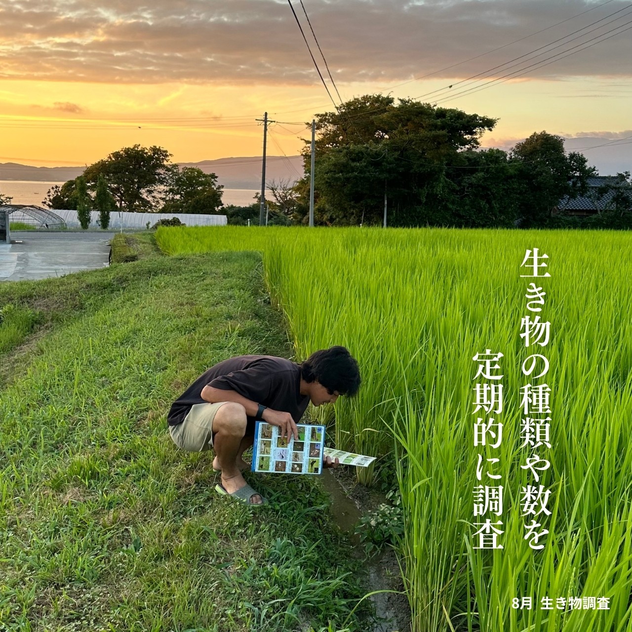 毎日のごはんを、農薬に頼らない米に替える