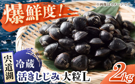 しじみ 鮮度抜群！Lサイズ2kg(生鮮･砂抜済･活しじみ)  島根県松江市/有限会社藤本米穀店[ALCG008] しじみ しじみ