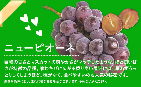 秀品 シャインマスカット ニューピオーネ 約1.2kg《9月中旬～11月上旬頃に出荷予定(土日祝除く)》｜ぶどうぶどうぶどう