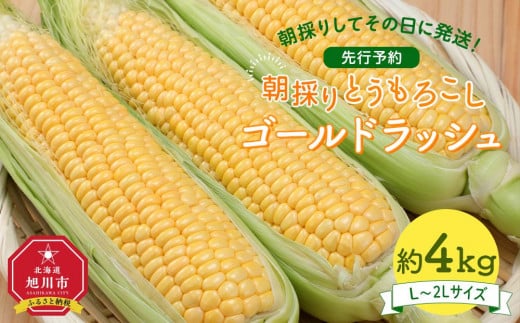【先行予約】朝採り とうもろこし ゴールドラッシュ 約4kg (L～2Lサイズ×10本) (2025年8月下旬発送予定) 【 人気 北海道産 糖度 生 野菜 スイートコーン 産地直送 バーベキュー BBQ コーン 旬 お取り寄せ 旭川市 北海道 】_03902