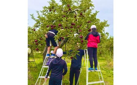 2026年産 長野産りんご農家お任せ詰合わせ家庭用3kg 果物 フルーツ デザート 食後 濃密 