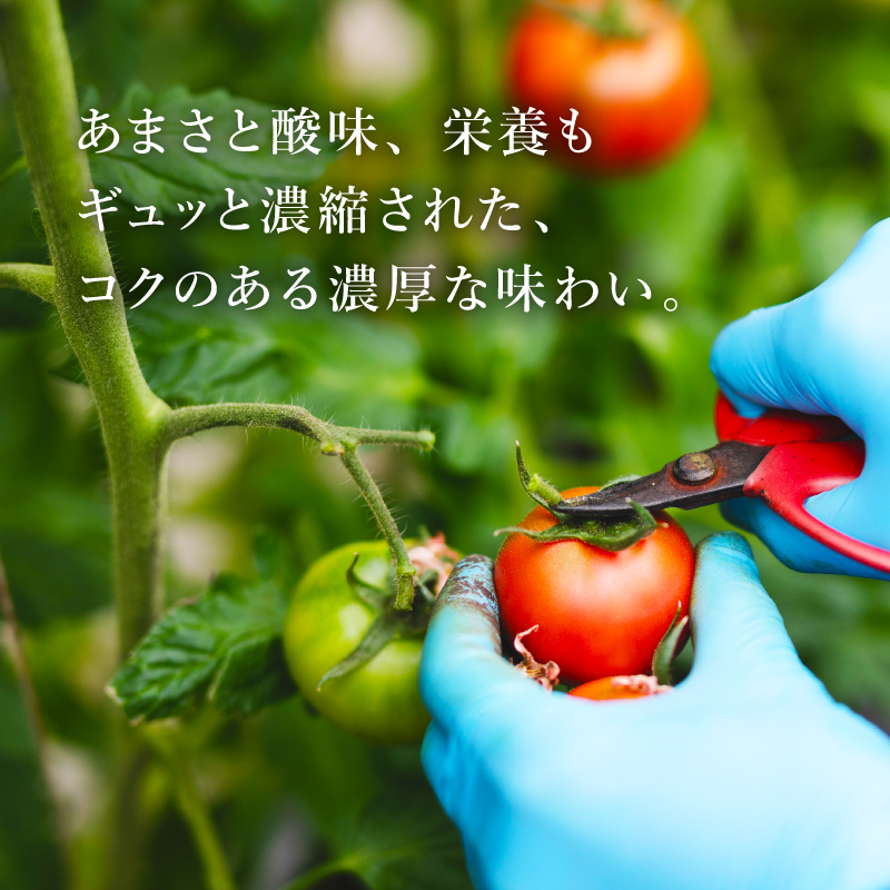 アメーラ トマト ミニトマト 10パック セット アメーラルビンズ 高糖度 7.5以上 化粧箱入り 産地 直送 新鮮 旬の 野菜 高級 フルーツトマト アメーラトマト トマト トマト トマト