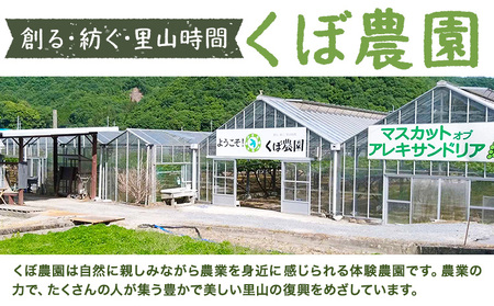 【2026年先行予約】くぼ農園 の ぶどう セレクション 約 2kg ( 3～4房 ) くぼ農園 《2026年9月上旬-10月上旬頃出荷(土日祝除く)》マスカット 送料無料 岡山県 浅口市 マスカット