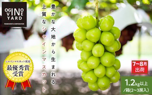 【2025年先行予約_7月上旬～発送】山梨県産早期出荷シャインマスカット １．2ｋｇ以上／箱　２～３房入 ALPAK010｜おすすめ 人気 山梨県 産地直送 フルーツ 果物 くだもの ブドウ ぶどう シャイン マスカット くだもの 国産 葡萄 新鮮
