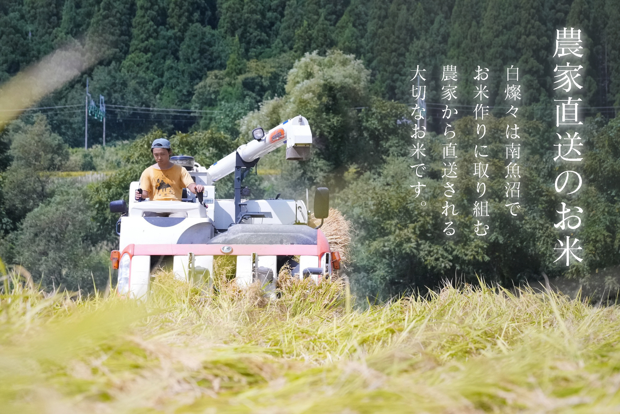 【令和7年産新米】南魚沼君沢産こしひかり 白燦々5kg（BL品種）