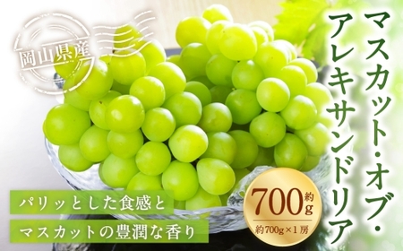 岡山県産 マスカット・オブ・アレキサンドリア 約700g（ 700g×1房 ） ぶどう ブドウ 葡萄 くだもの 果物 果実 フルーツ 国産 マスカット【 2026年8月下旬～9月下旬発送予定 】