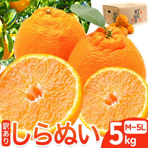 【ふるさと納税】訳あり 不知火 ( デコポン と同品種 ) しらぬい 約 5kg (M〜5Lサイズ) どの坂果樹園《2026年2月上旬-4月上旬頃出荷》 和歌山県 日高川町 しらぬい 不知火 デコポン でこぽん 旬 果物 フルーツ 柑橘 訳あり不知火 訳ありデコポン 訳ありしらぬい 送料無料