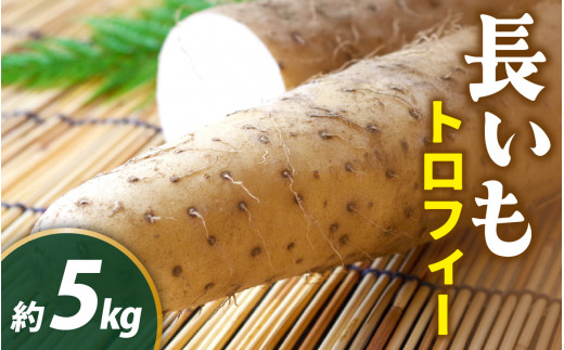 【先行予約 2026年収穫分】長いも（トロフィー）１箱 5kg / 長いも 長イモ ながいも 山芋 やまいも ヤマイモ 芋 いも イモ 5キロ とろろ 根菜