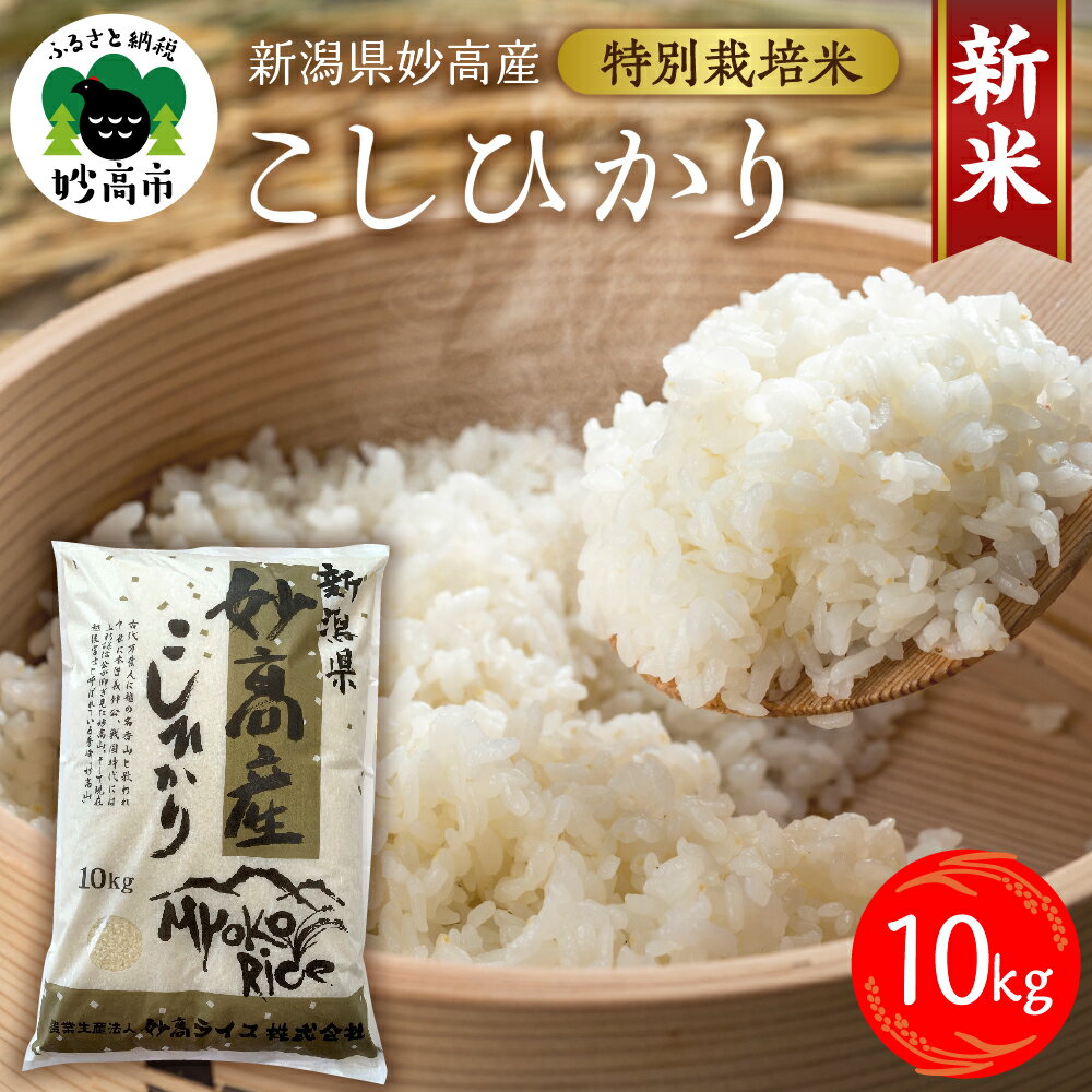 【ふるさと納税】令和7年産 妙高産 こしひかり 特別栽培米 10kg 9月中旬より順次発送予定 コシヒカリ 新米 米 精米 白米 お米 2025年産 ブランド米 農家直送 産地直送 送料無料 お取り寄せ グルメ ご当地 特産 産地 先行予約 新潟県 妙高市