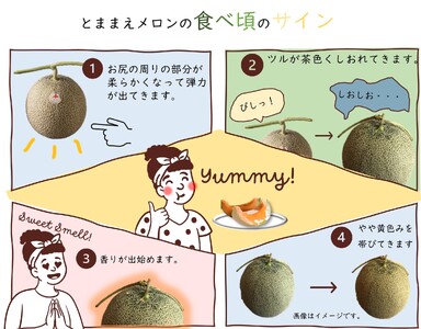 【令和6年産先行受付】とままえメロン　2玉（先行予約　北海道産　赤肉　糖度14度　甘い　フルーツ　果物　デザート　送料無料）