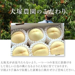 2026年  先行予約 ご家庭用 岡山市一宮産   白 桃   固め（晩生種）約1.3kg 4～6玉  ｜ 桃