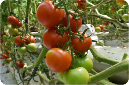むつ市産　寅福菜園の「サステナブルトマト」4㎏