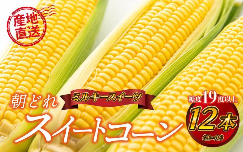糖度19度以上朝どれスイートコーン「ミルキースイーツ」12本（2L～3L）