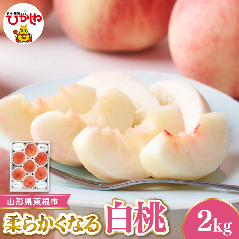 【令和8年産先行受付】東根市産白桃　秀品 柔らかくなる桃 2kg 山形県 東根市 hi104-004